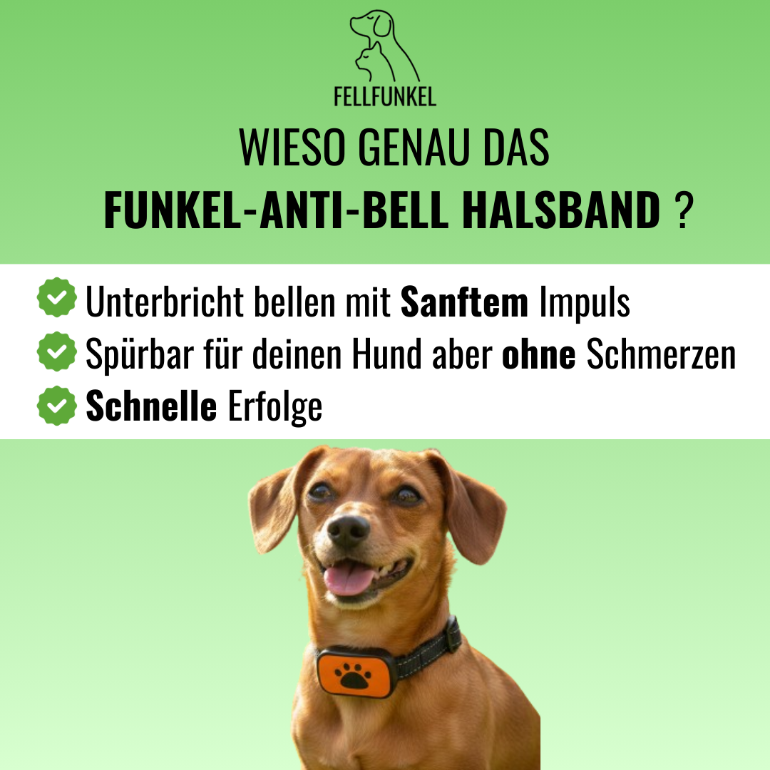 Funkel-Anti-Bell Halsband   Schmerzfreie Lösung gegen lästiges Bellen